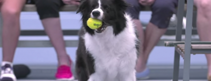 テニス犬２